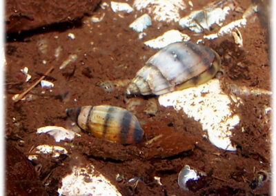 Melanopsis costata aus Mugla – Gestreifte Maurenschnecke