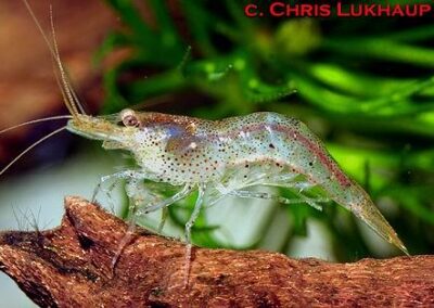 Caridina/Neocaridina sp. „Mini-Japonica“ – Mini-Japonica