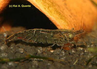 Neocaridina palmata – Marmor-Zwerggarnele