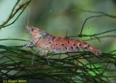Caridina serrata „Tüpfel“ – Tüpfel-Zwerggarnele