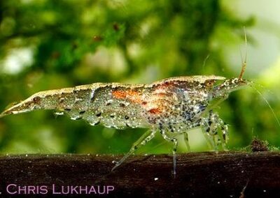 Neocaridina palmata – Rotrücken-Zwerggarnele