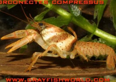 Orconectes compressus