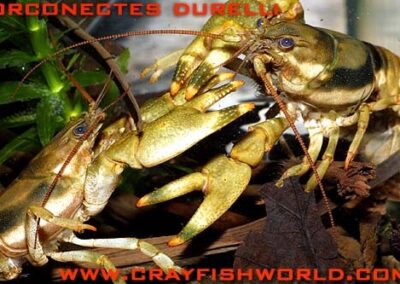 Orconectes durelli
