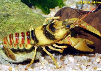 Orconectes harrisoni