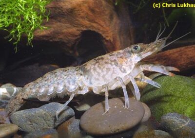 Orconectes lancifer