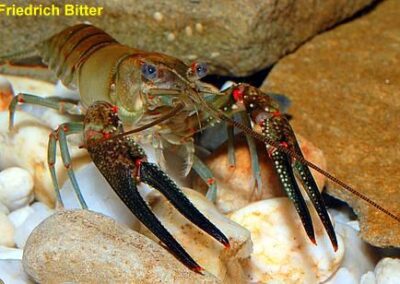 Orconectes longidigitus