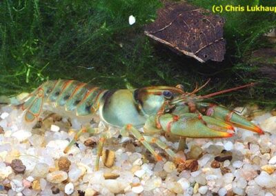 Orconectes luteus