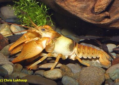 Orconectes medius