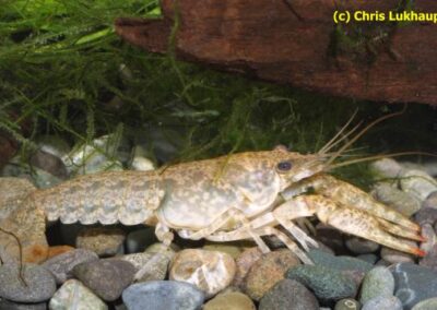 Orconectes mississippiensis