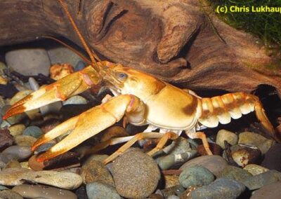 Orconectes neglectus