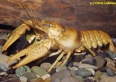 Orconectes ozarkae