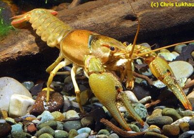 Orconectes punctimanus