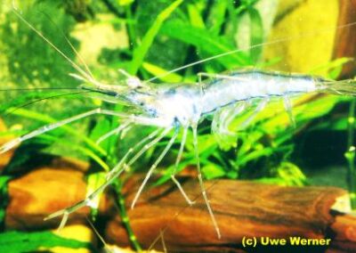 Macrobrachium sp. – Pfauenaugen-Garnele