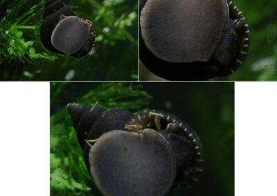 Paludomus sp. I