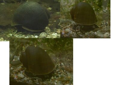 Pila globosa – Kugelige Apfelschnecke