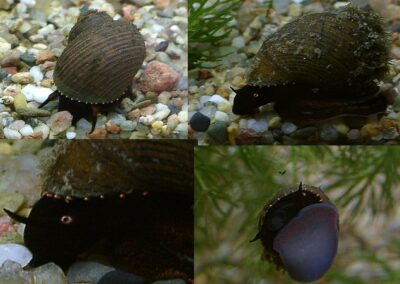 Paludomus sp. II – Bella