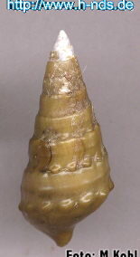 Pleurocera canaliculatum