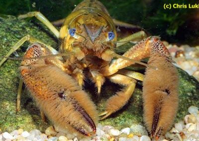 Procambarus acanthophorus