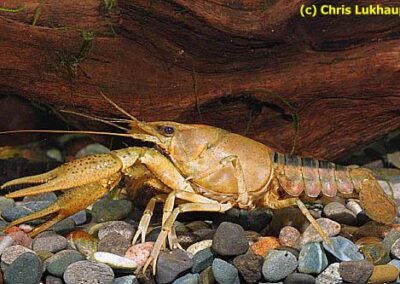 Procambarus acutus