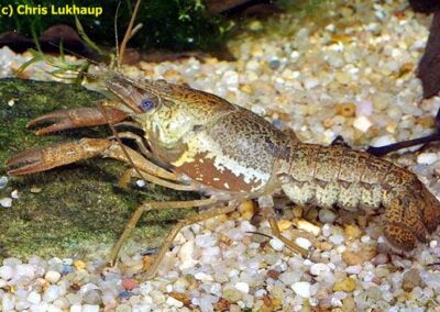 Procambarus catemacoensis