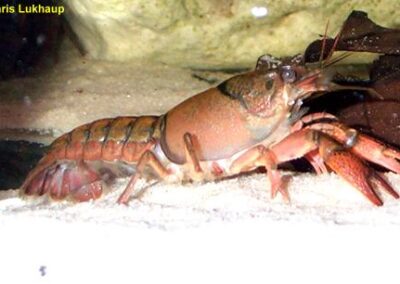 Procambarus bouvieri