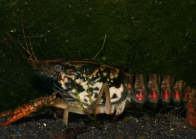 Procambarus enoplosternum