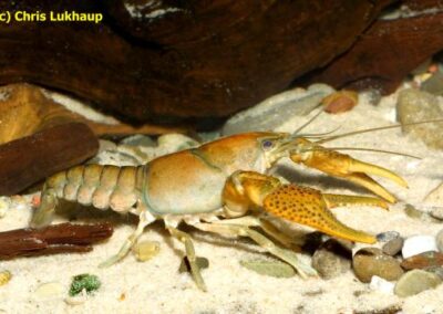 Procambarus erichsoni