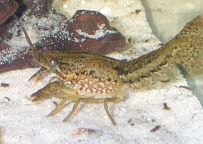 Procambarus fallax – Everglades Sumpfkrebs