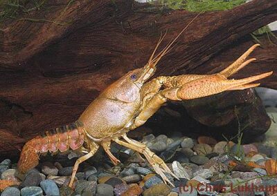 Procambarus hayi
