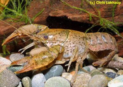 Procambarus hubbelli