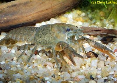 Procambarus mexicanus