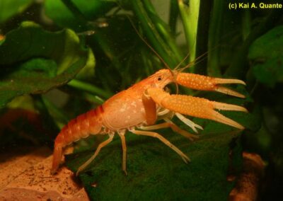 Procambarus milleri – Mandarinenkrebs