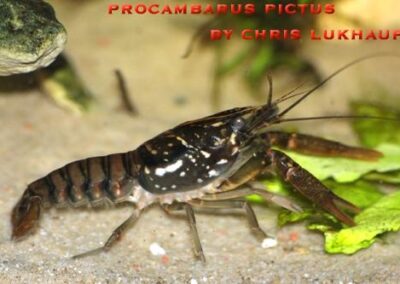 Procambarus pictus