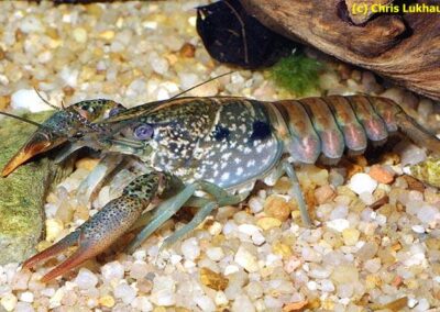 Procambarus pubescens