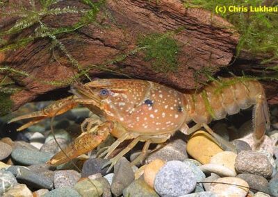 Procambarus pycnogonopodus