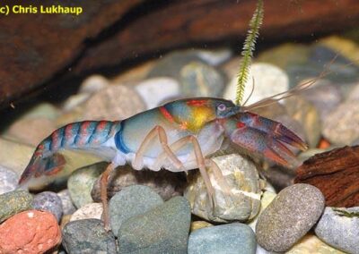 Procambarus pygmaeus