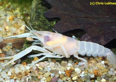 Procambarus rodriguezi