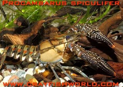 Procambarus spiculifer