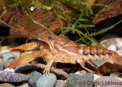 Procambarus versutus