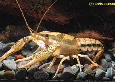 Procambarus vioscai