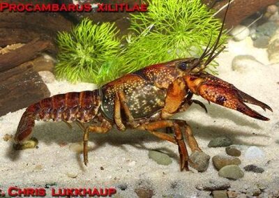 Procambarus toltecae