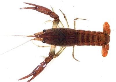 Procambarus alleni – Florida-Krebs