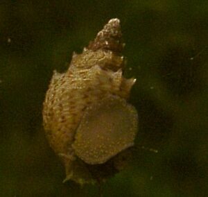 Thiara scabra – Stachel-Turmdeckelschnecke