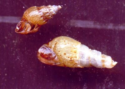 Tarebia granifera – Genoppte Turmdeckelschnecke