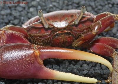 Uca ecuadoriensis – Winkerkrabbe