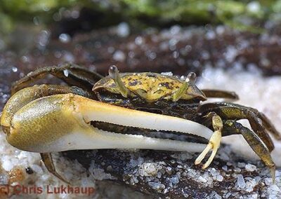 Uca speciosa – Winkerkrabbe