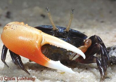 Uca tetragonon – Winkerkrabbe