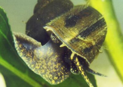 Viviparus contectus – Spitze Sumpfdeckelschnecke