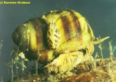 Viviparus viviparus – Stumpfe Flußdeckelschnecke
