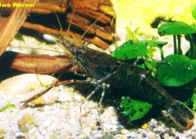 Macrobrachium dux – Volta-Garnele